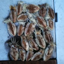 第二常豊丸 釣果