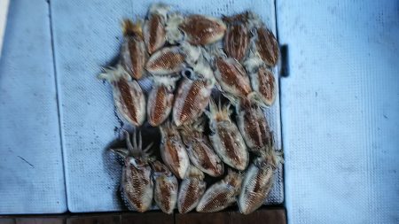 第二常豊丸 釣果