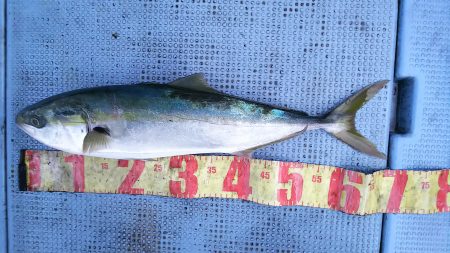 第二常豊丸 釣果