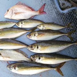 第二常豊丸 釣果