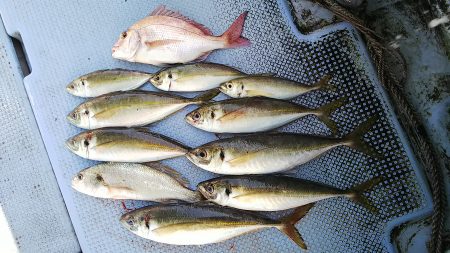 第二常豊丸 釣果