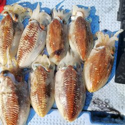 第二常豊丸 釣果