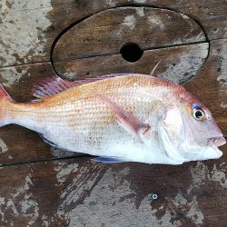 第二常豊丸 釣果