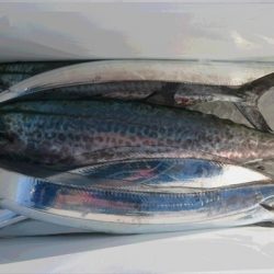 ＨＡＲＵＫＡ丸　はるかまる 釣果