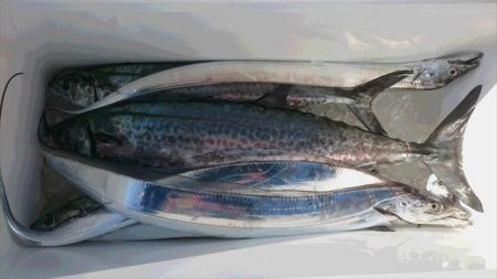 ＨＡＲＵＫＡ丸　はるかまる 釣果