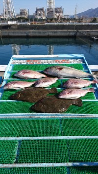 和歌山マリーナシティ釣り堀 釣果