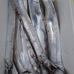 武士(SAMURAI) 釣果