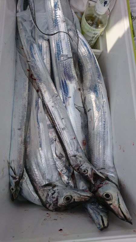 武士(SAMURAI) 釣果