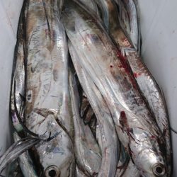 武士(SAMURAI) 釣果