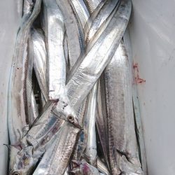 武士(SAMURAI) 釣果