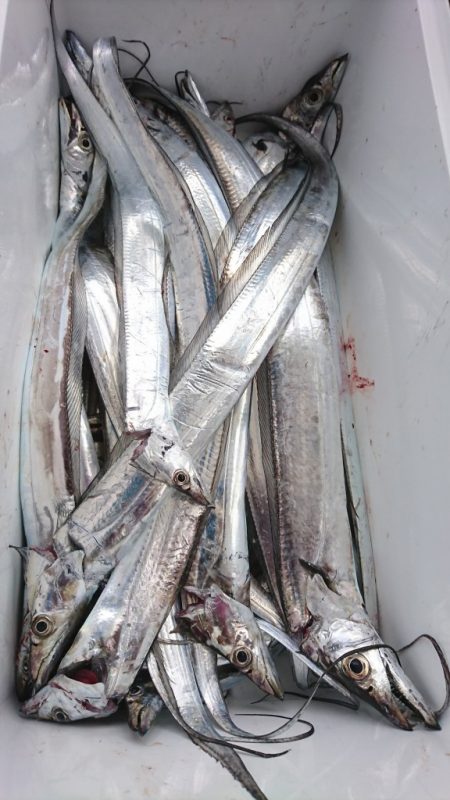 武士(SAMURAI) 釣果