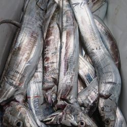 武士(SAMURAI) 釣果