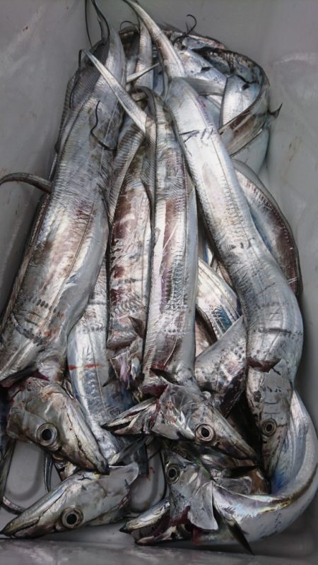 武士(SAMURAI) 釣果