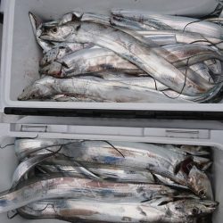 武士(SAMURAI) 釣果