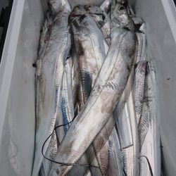 武士(SAMURAI) 釣果