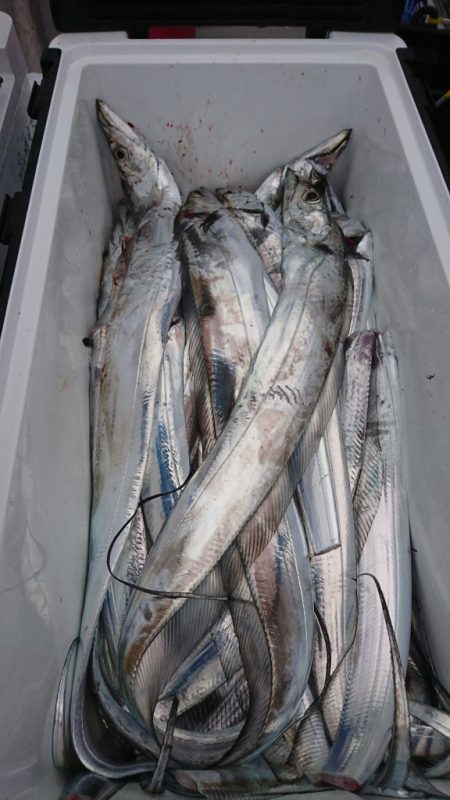 武士(SAMURAI) 釣果