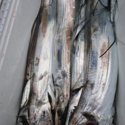 武士(SAMURAI) 釣果