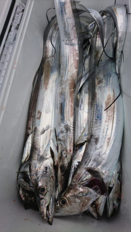 武士(SAMURAI) 釣果