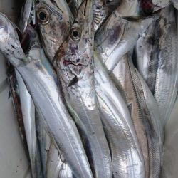 武士(SAMURAI) 釣果