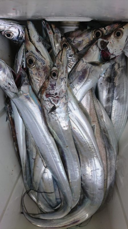 武士(SAMURAI) 釣果