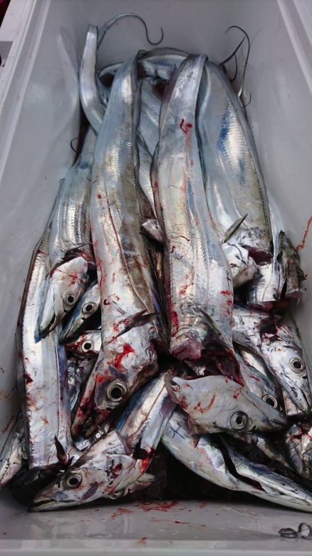 武士(SAMURAI) 釣果