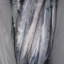 武士(SAMURAI) 釣果