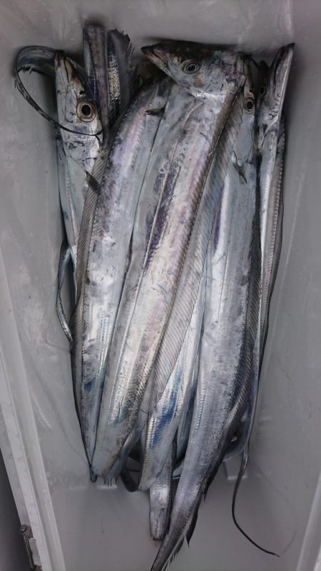 武士(SAMURAI) 釣果