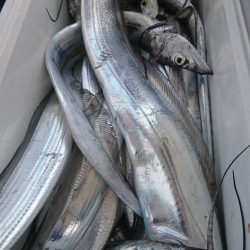 武士(SAMURAI) 釣果