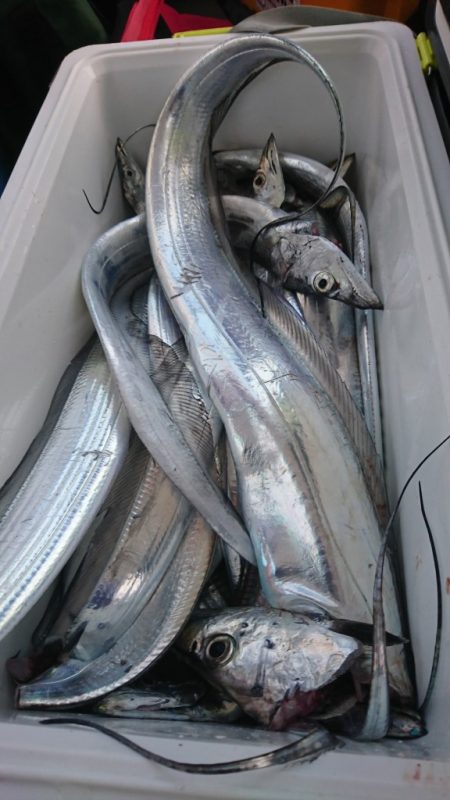 武士(SAMURAI) 釣果