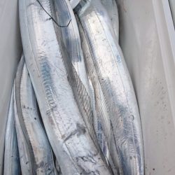 武士(SAMURAI) 釣果