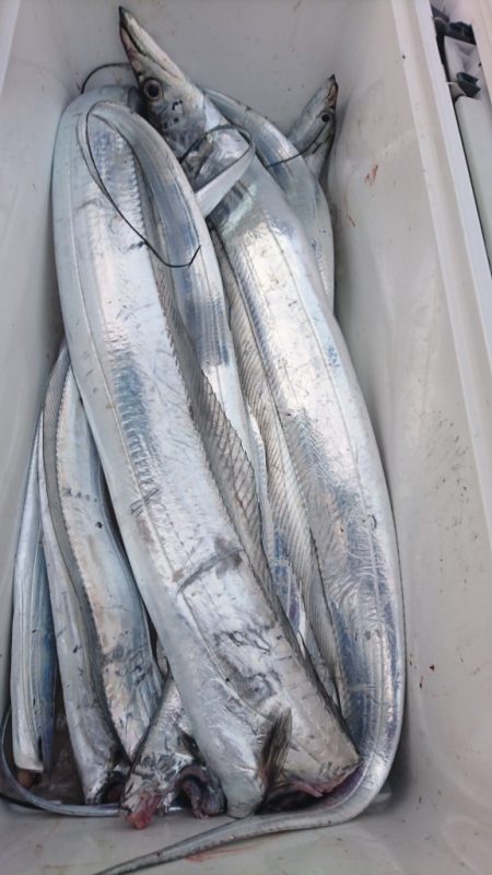 武士(SAMURAI) 釣果