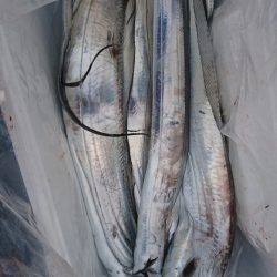 武士(SAMURAI) 釣果