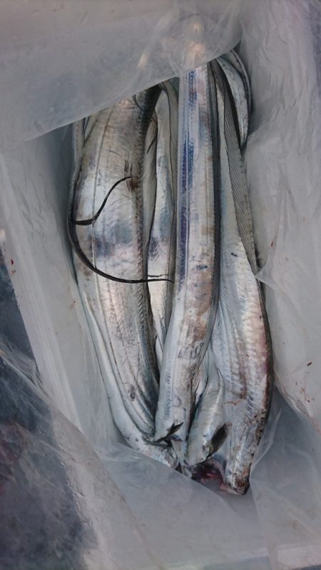 武士(SAMURAI) 釣果