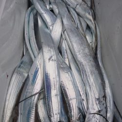 武士(SAMURAI) 釣果