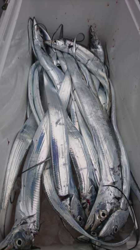 武士(SAMURAI) 釣果