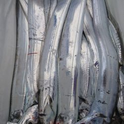 武士(SAMURAI) 釣果