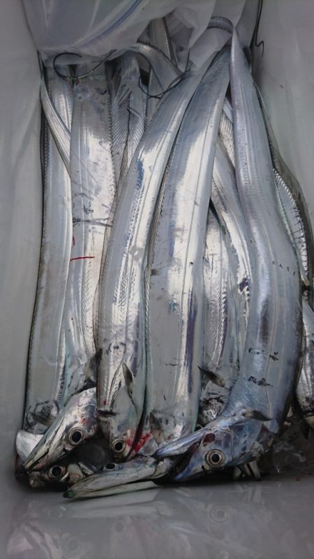 武士(SAMURAI) 釣果