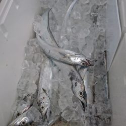 武士(SAMURAI) 釣果