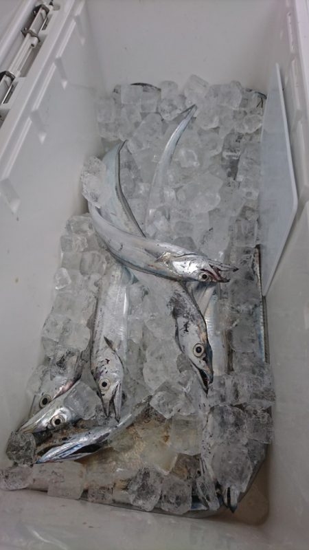 武士(SAMURAI) 釣果