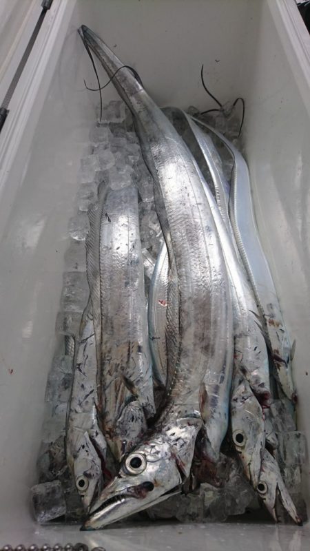 武士(SAMURAI) 釣果