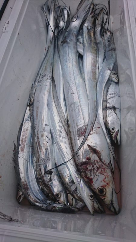 武士(SAMURAI) 釣果