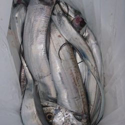 武士(SAMURAI) 釣果