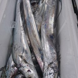 武士(SAMURAI) 釣果