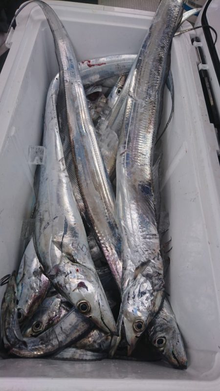 武士(SAMURAI) 釣果