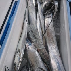 武士(SAMURAI) 釣果