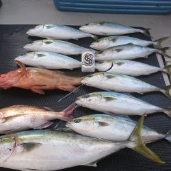 武士(SAMURAI) 釣果