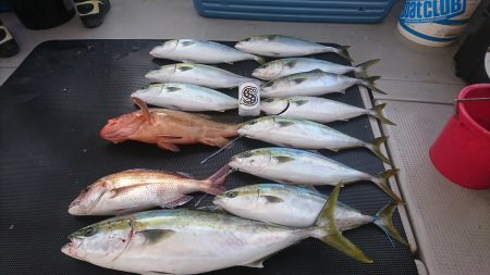 武士(SAMURAI) 釣果