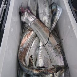 武士(SAMURAI) 釣果