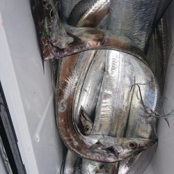 武士(SAMURAI) 釣果