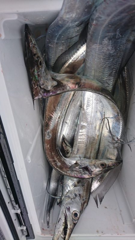 武士(SAMURAI) 釣果